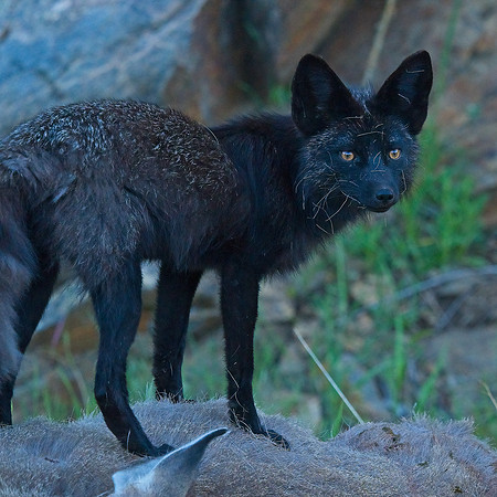 MT EVANS 7-2 (62)