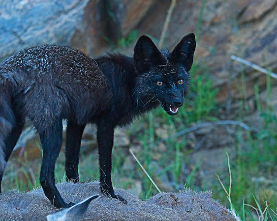 MT EVANS 7-2 (60)