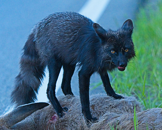 MT EVANS 7-2 (78)