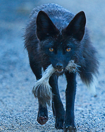 MT EVANS 7-2 (138)