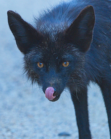 MT EVANS 7-2 (243)