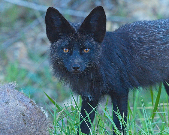 MT EVANS 7-2 (258)