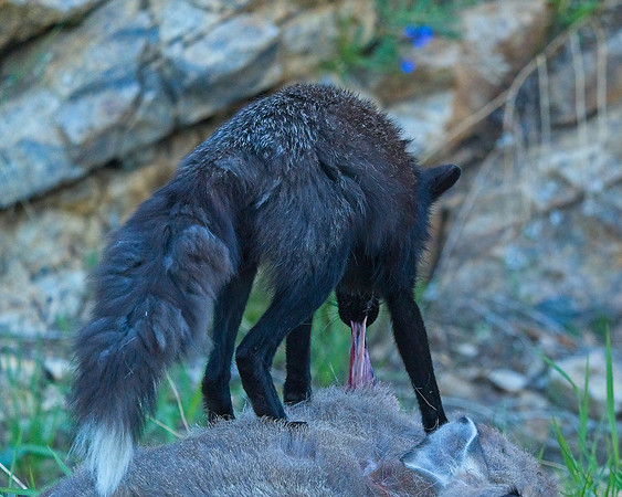 MT EVANS 7-2 (23)