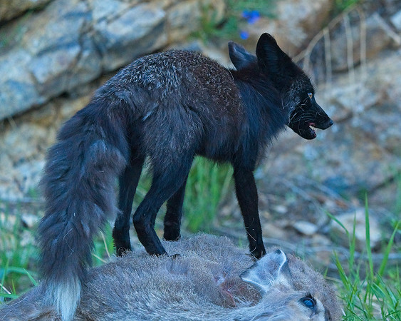MT EVANS 7-2 (27)
