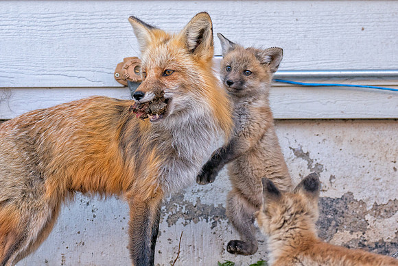 Momma Fox with Kits-01307