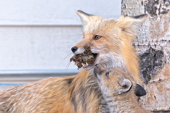 Momma Fox with Kit-01287