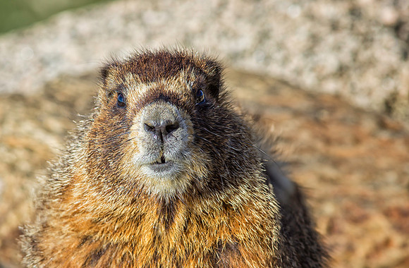Marmot Portrait-0201-1