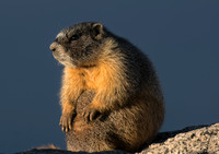 Marmot Baby-02907