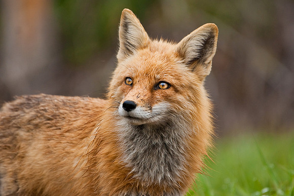 Red Fox Print-3895