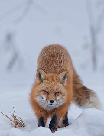 Snow Grumpy-7604-2