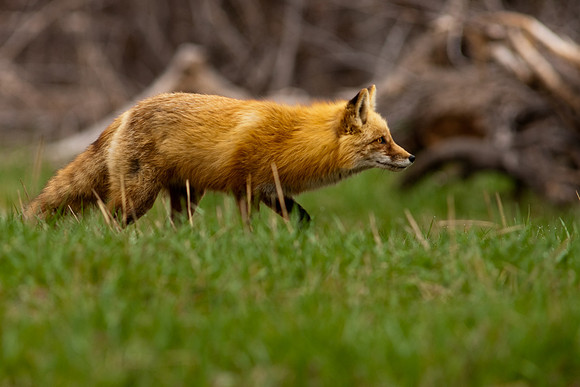 Red Fox-1683