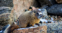 Marmot Baby in Snow-0424-1