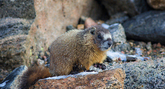 Marmot Baby in Snow-0424-1