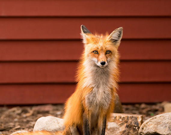 Momma Fox-09356
