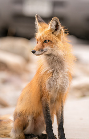 Momma Fox-09473