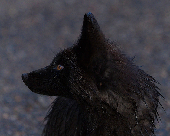 Silver Fox 6-17 (80)
