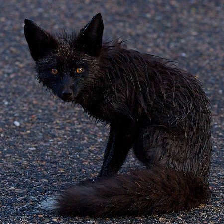 Silver Fox 6-17 (114)