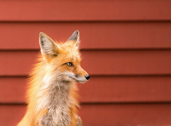 Momma Fox-09362