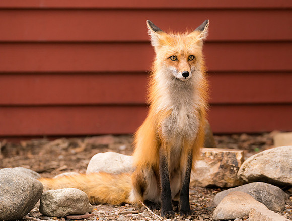 Momma Fox-09366