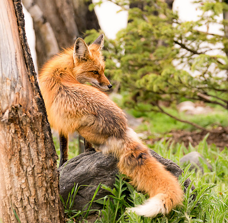 Momma Fox-09375-2
