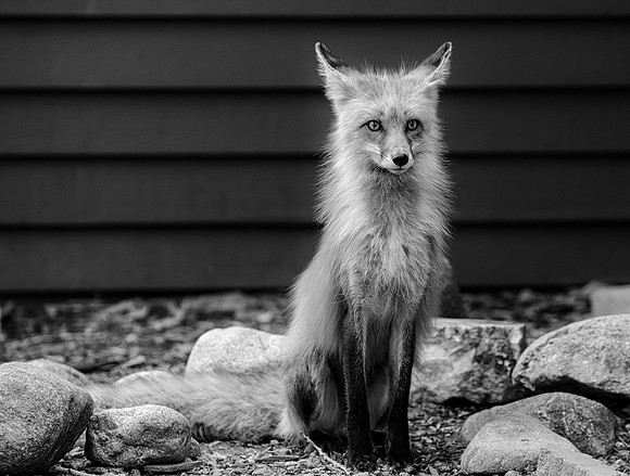 Momma Fox-09366-BW-2