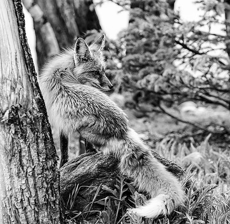 Momma Fox-09375-BW-2