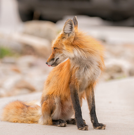 Momma Fox-09501