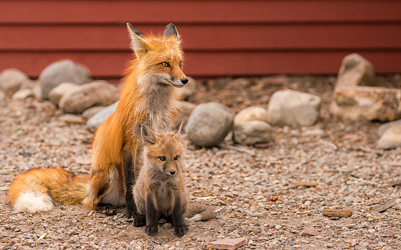 Momma Fox with Kit-09279