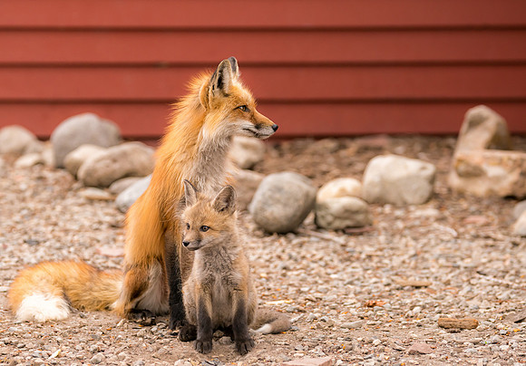 Momma Fox with Kit-09283