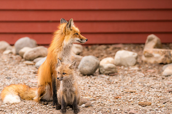 Momma Fox with Kit-09285