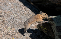 Pika Jumping-04334