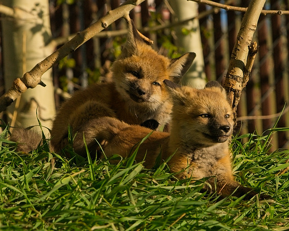 Fox Kit-7288_Export