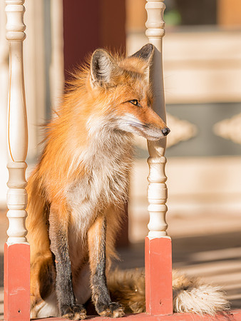 Momma Fox-09743