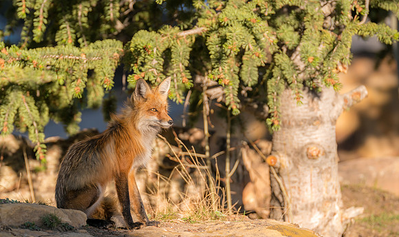 Momma Fox-09627