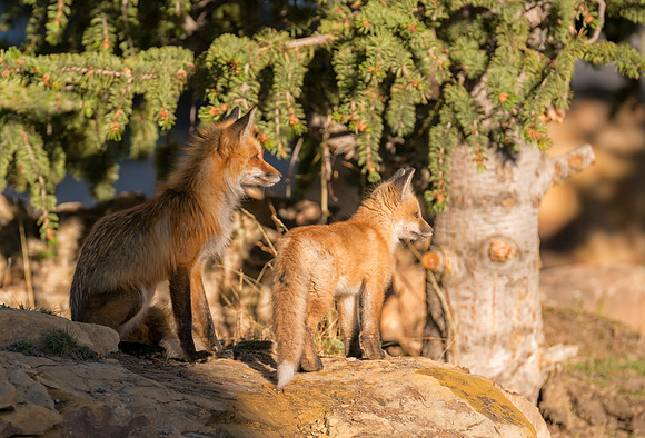 Momma Fox and Kit-09640
