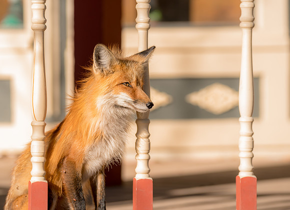 Momma Fox-09729