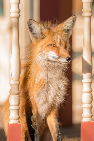 Momma Fox-09785
