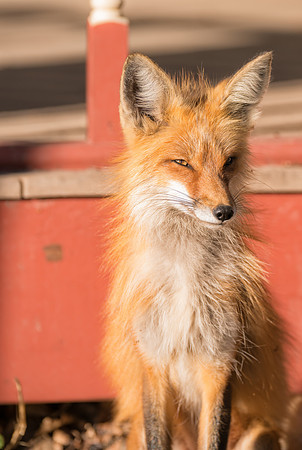 Momma Fox-09815
