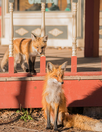 Momma Fox& Kit-09827