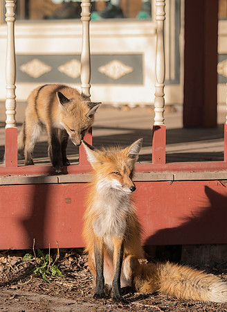 Momma Fox and Kit-09829