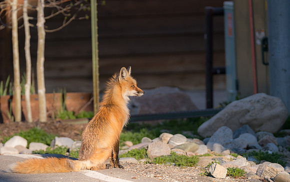 Momma Fox-09592