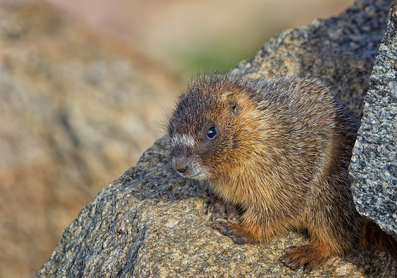 Marmot Baby-9032-1