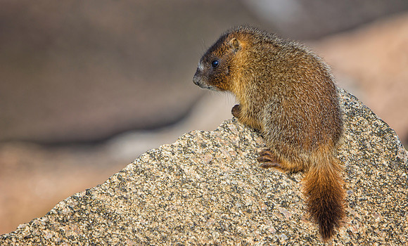 Marmot Baby-9534-1