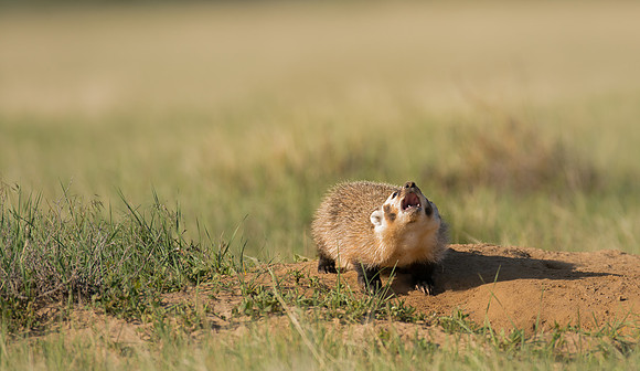 Badgerling-00134