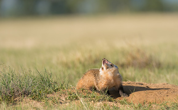 Badgerling-00137