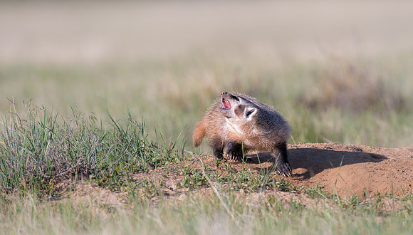 Badgerling-00142