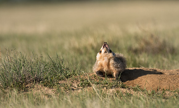 Badgerling-00143