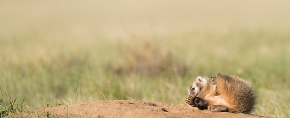 Badgerling-00251