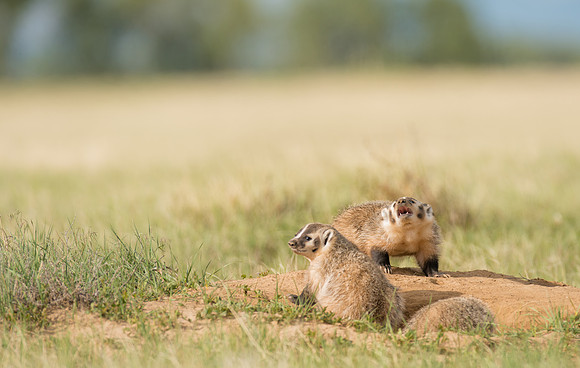 Badgerling-00450