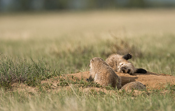 Badgerling-00458